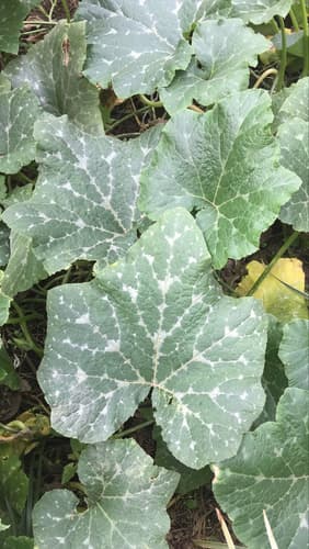 Squash Plant