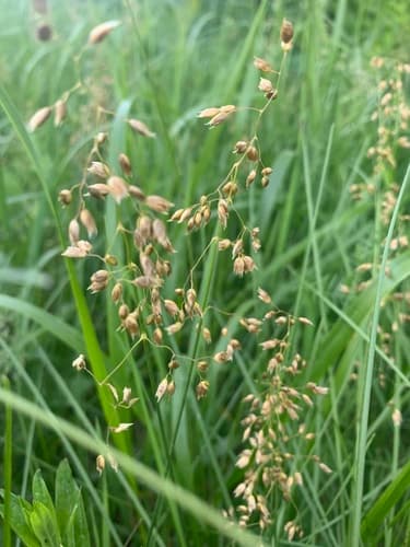 northern sweetgrass