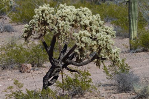 Chain-fruit Cholla