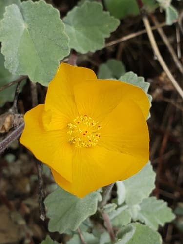 Palmer's Indian mallow
