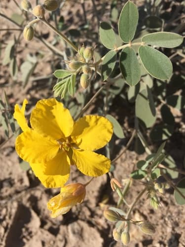 Coues' senna