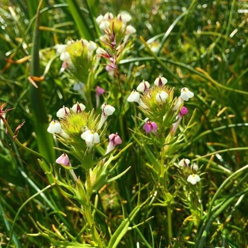 Yellowbeak Owl's-clover