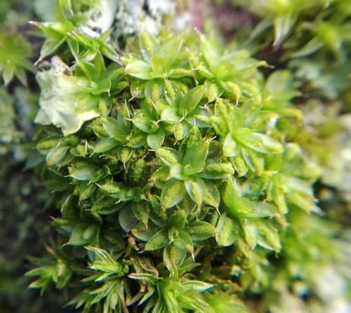 Marbled Screw-moss