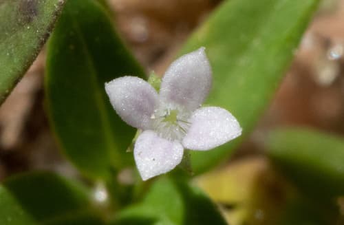 Old World Diamond Flower