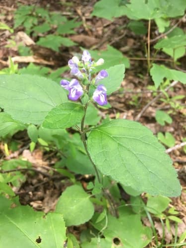 Hairy Skullcap
