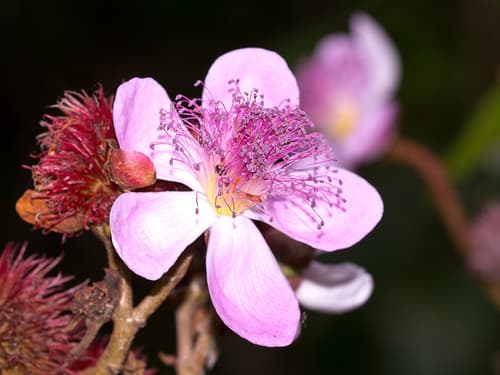Lipsticktree Flower and Fruit