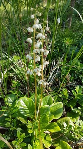 Round-leaved Wintergreen Bonsai