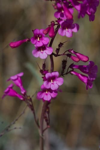 Parry's Beardtongue