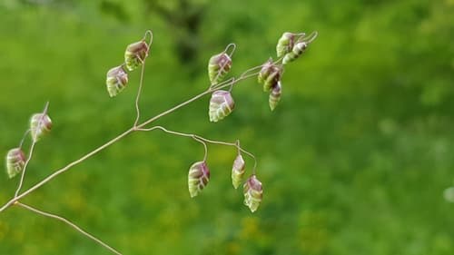 Quaking-grass