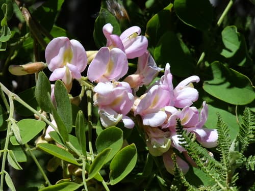 New Mexico Locust Bonsai