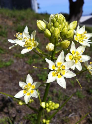 Fremont's Death Camas