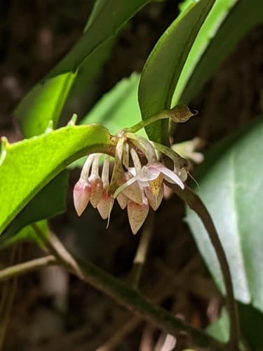 Ardisia cornudentata