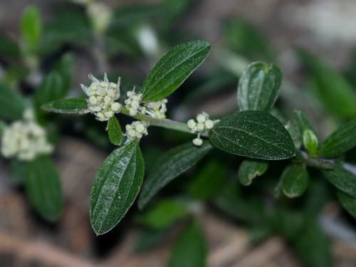 Fendler's Ceanothus Bonsai