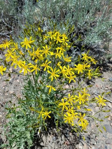 Tapertip Hawksbeard