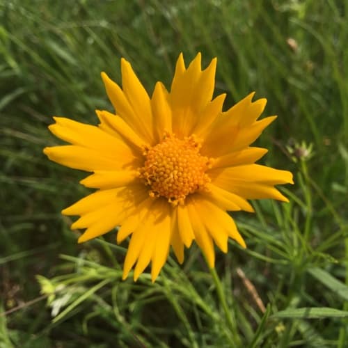 Large-flowered Tickseed