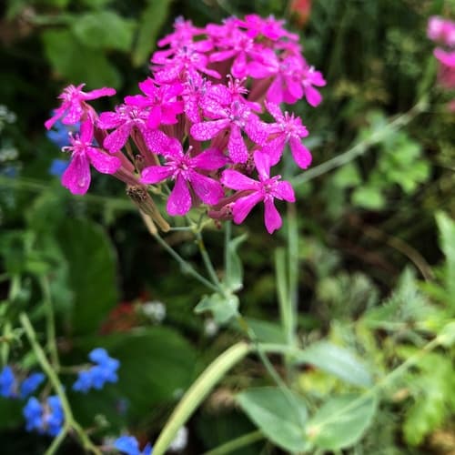 Sweet William Catchfly