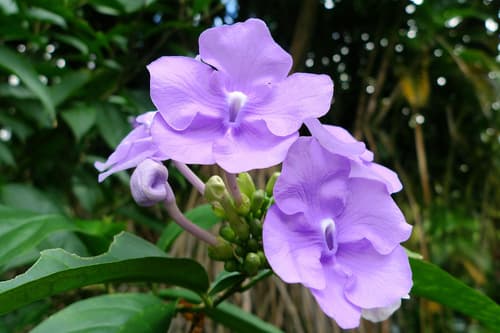 Brazil Raintree Bonsai