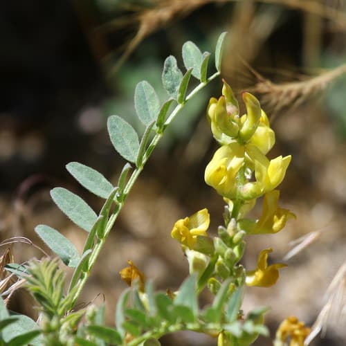 Douglas' Milkvetch Bonsai Specimen