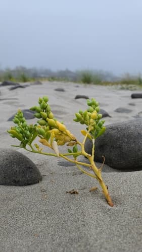 American Searocket (Wild Plant)