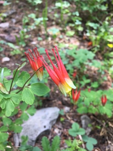 Western Red Columbine