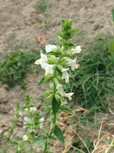 Annual Yellow-woundwort