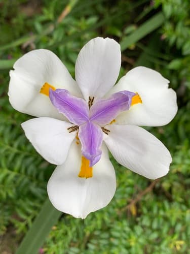Large Fortnight Lily