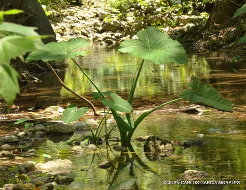 Elephant Ear Plant