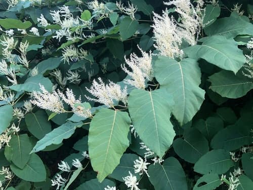 Giant Knotweed Bonsai