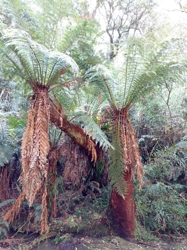 imperial samambaiaçu