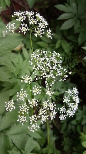 Broad-leaved Chervil