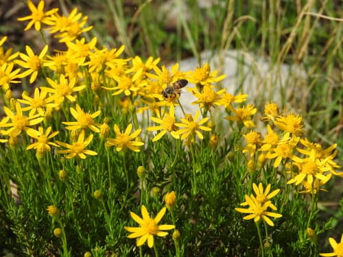 Damianita Bonsai (Potential Specimen)