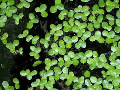Least Duckweed Bonsai