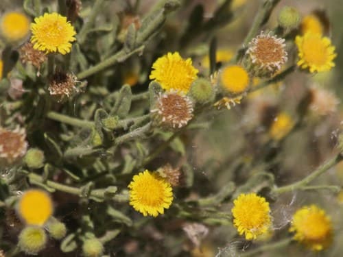 Spanish False Fleabane