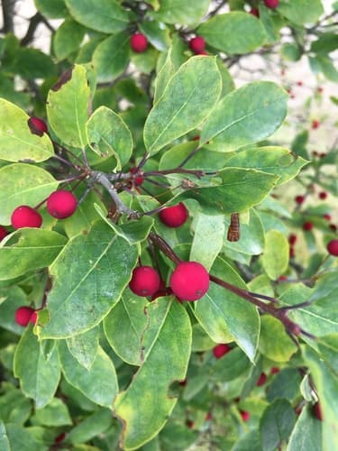 Mountain Holly Bonsai
