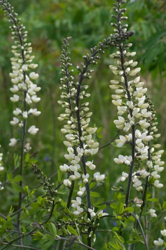 Prairie False Indigo