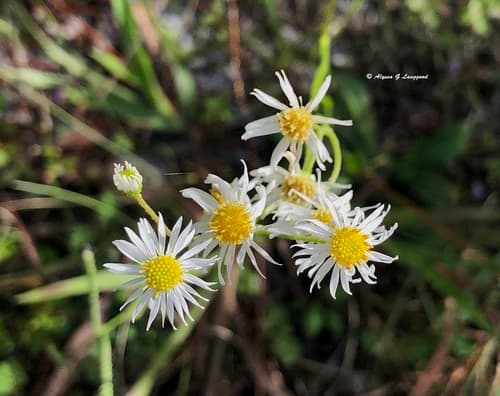 Early Whitetop Fleabane
