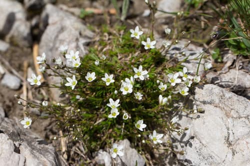 Spring Sandwort
