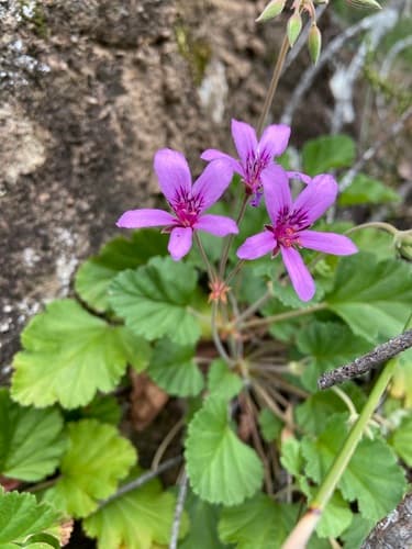 Magenta Stork's-bill
