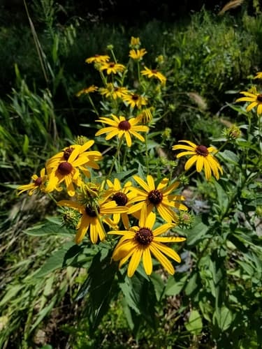 sweet black-eyed Susan