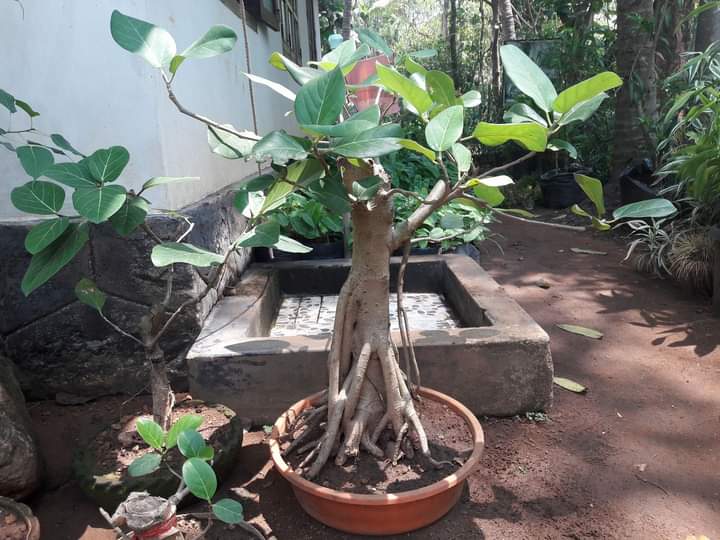 Banyan Tree Bonsai with Aerial Roots