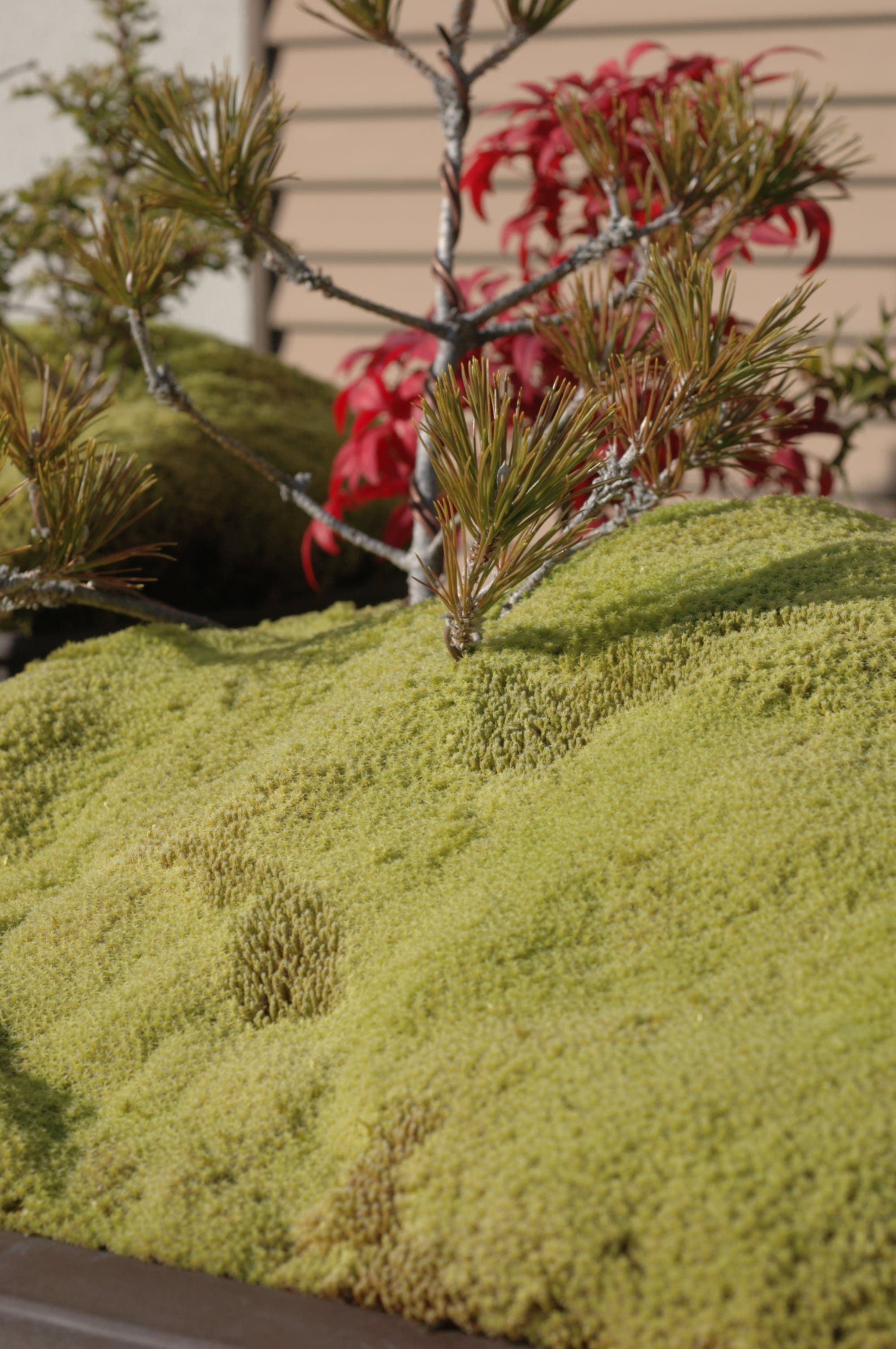 Japanese Black Pine Bonsai with Moss