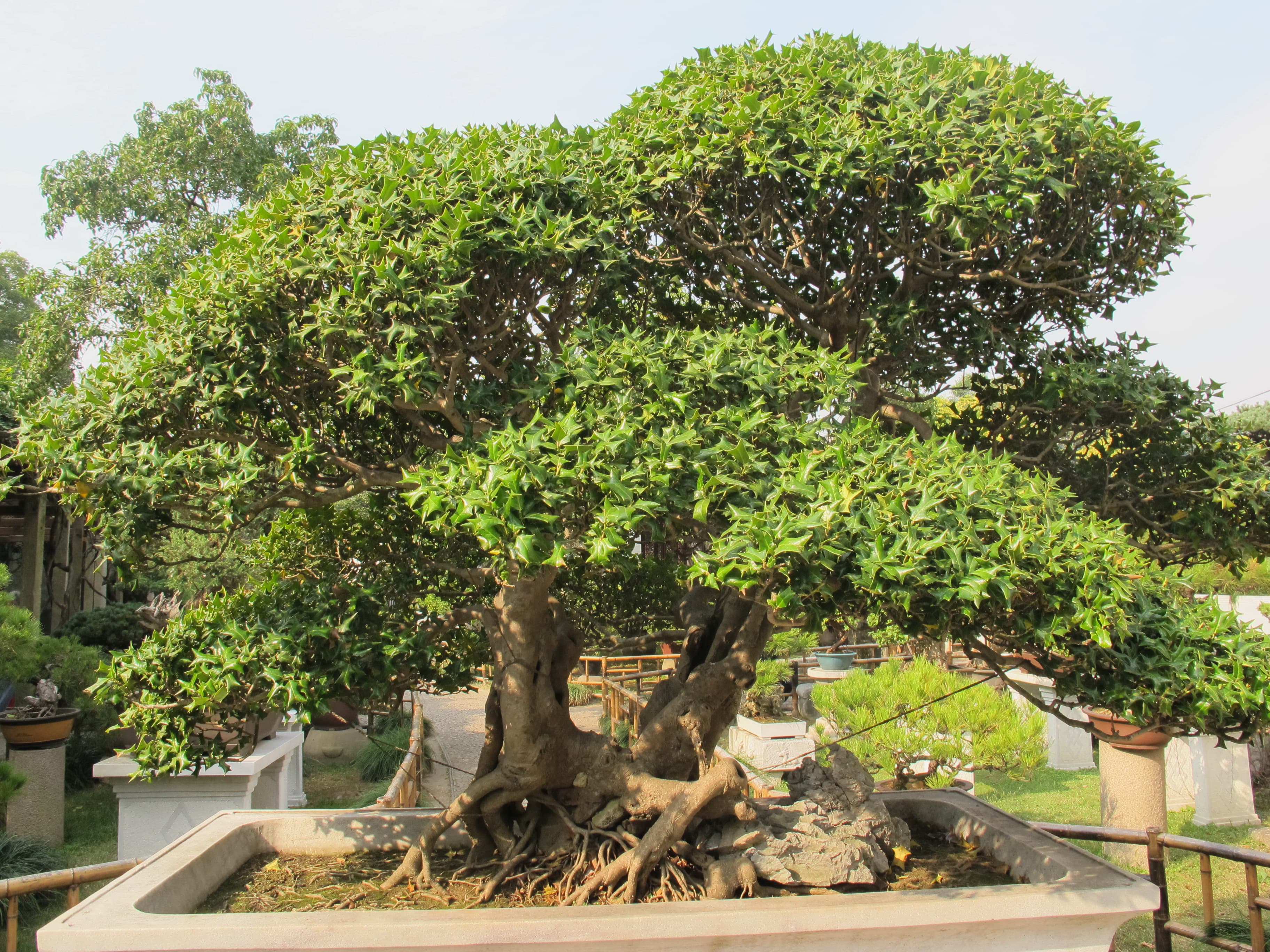 Ancient Chinese Holly Bonsai