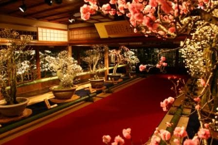 Japanese Flowering Plum Bonsai