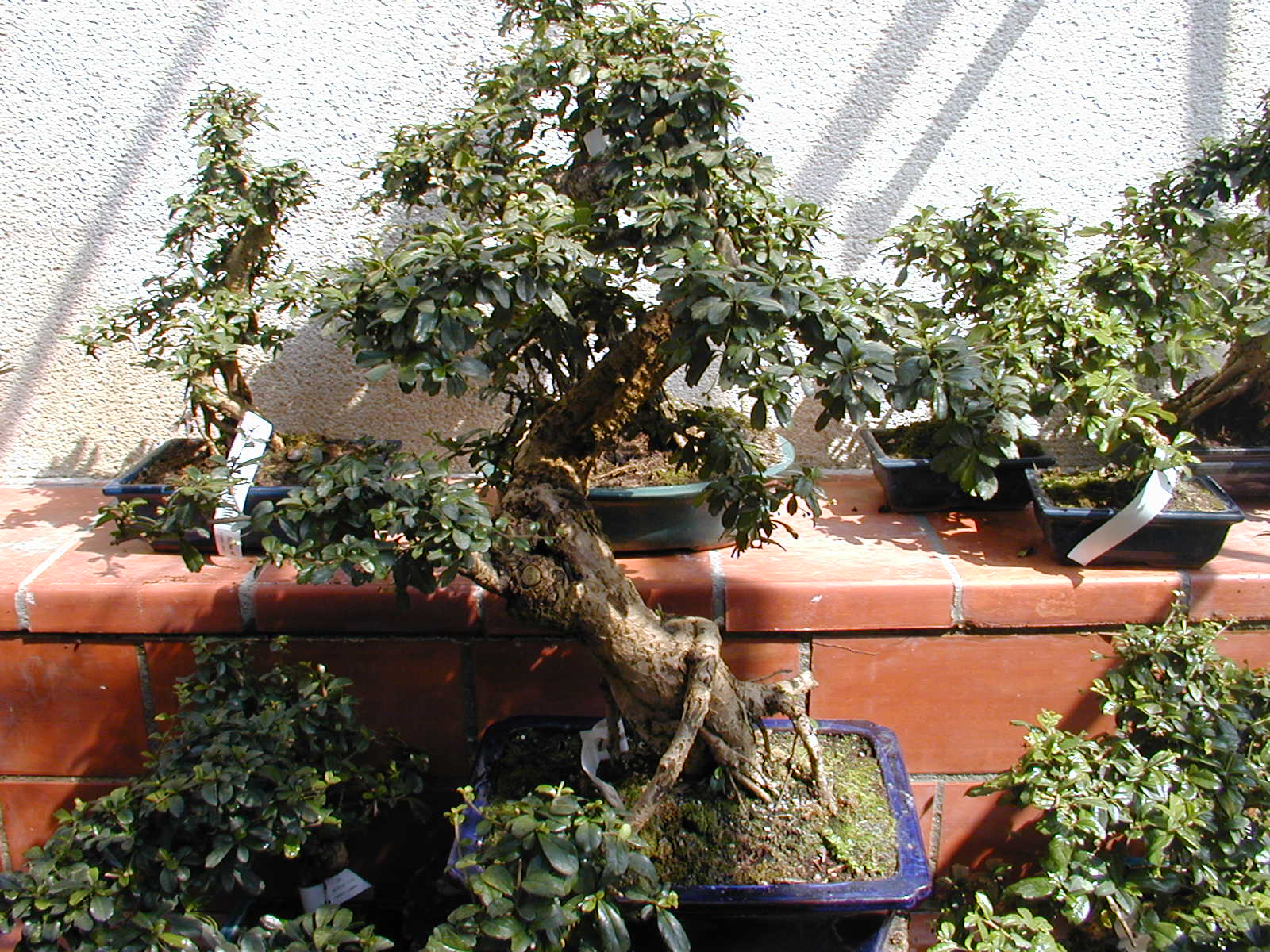 Gnarled Ficus Bonsai
