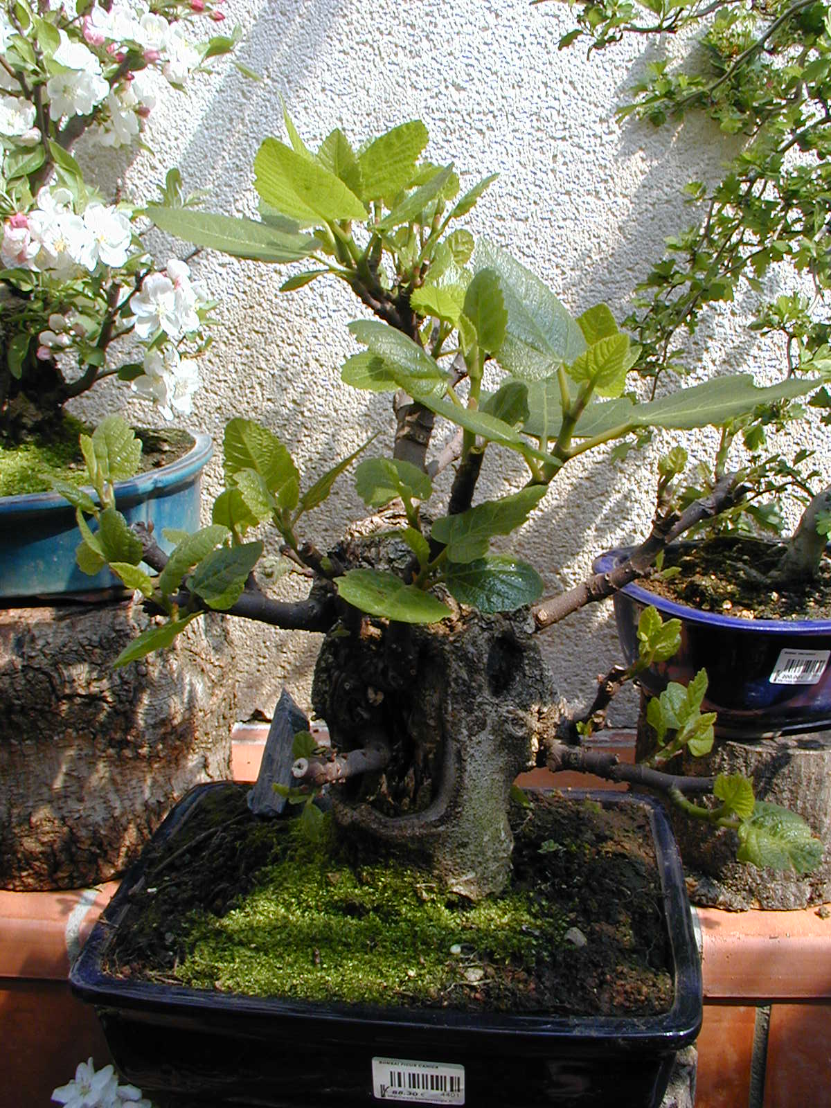 Gnarled Common Fig Bonsai