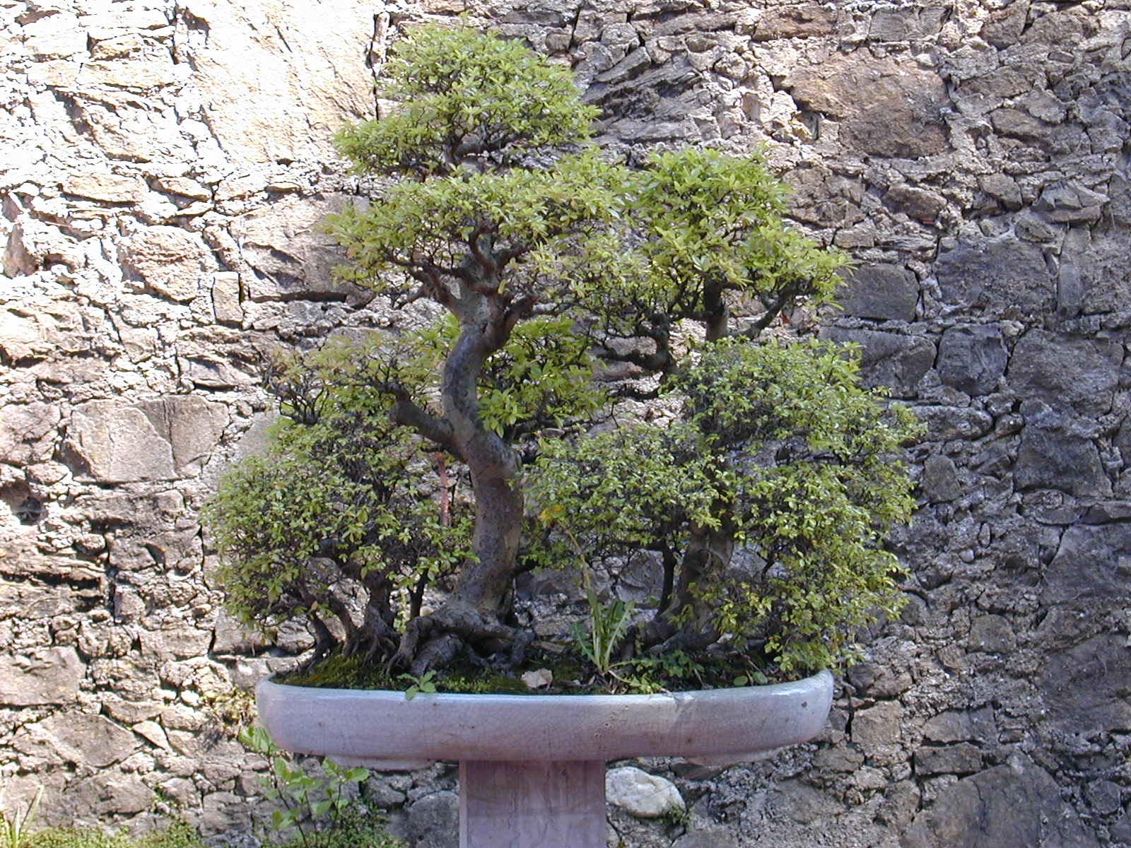 Forest Style Deciduous Bonsai