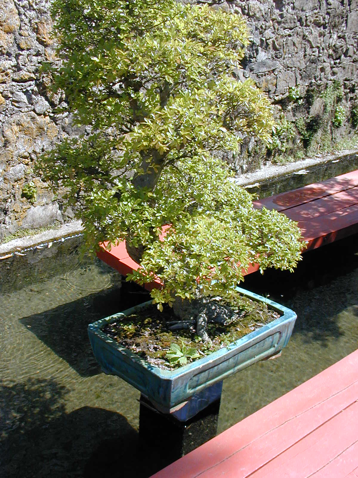 Unidentified Informal Upright Bonsai