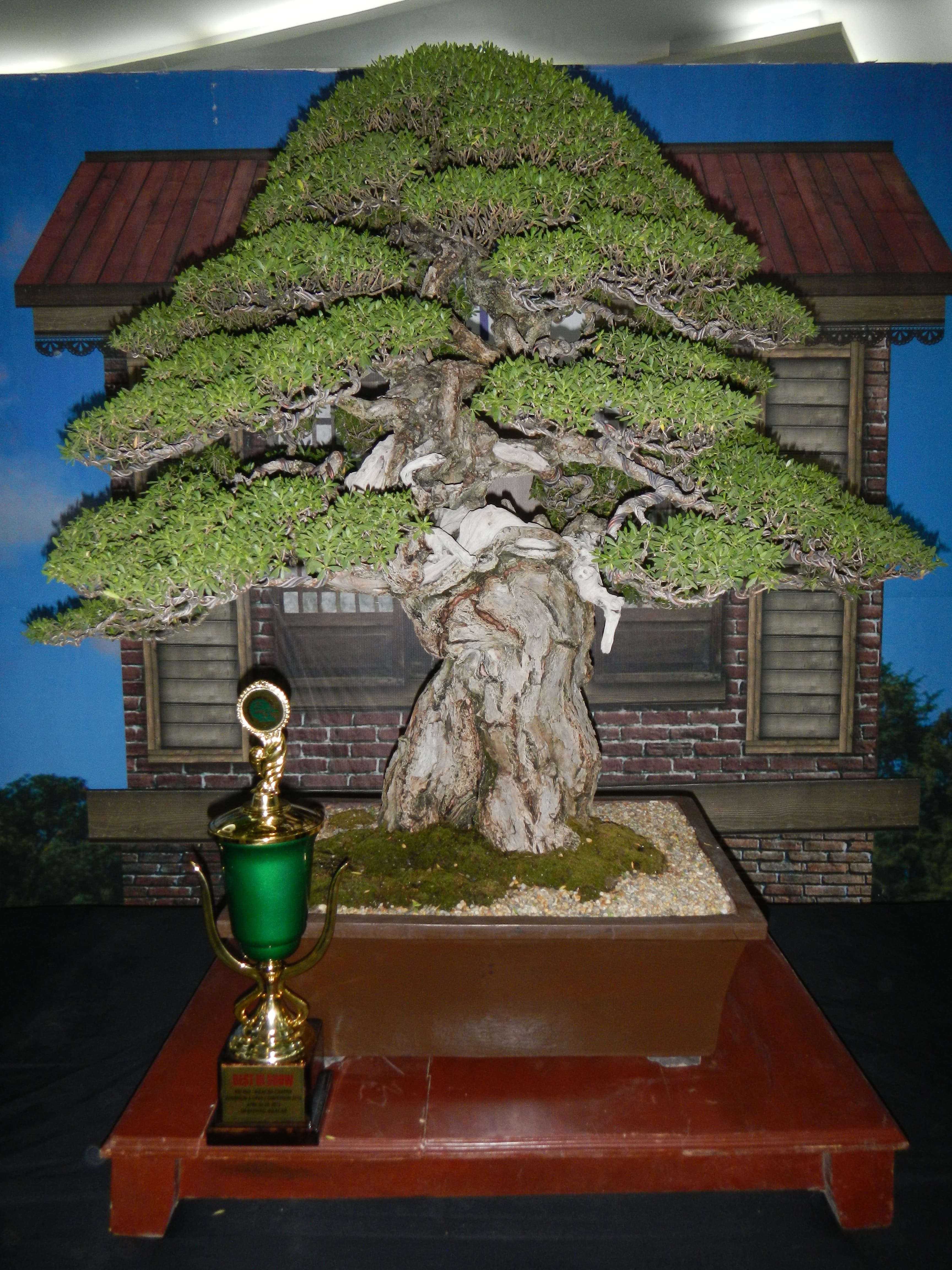 Mature Ficus Microcarpa Bonsai