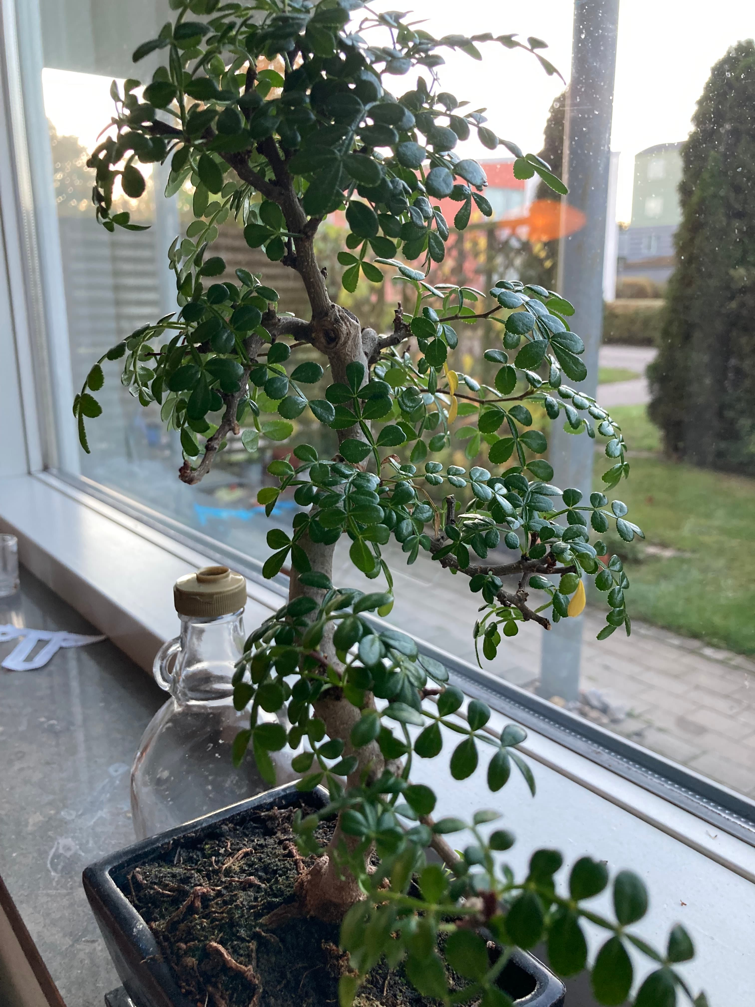 Dwarf Jade Bonsai