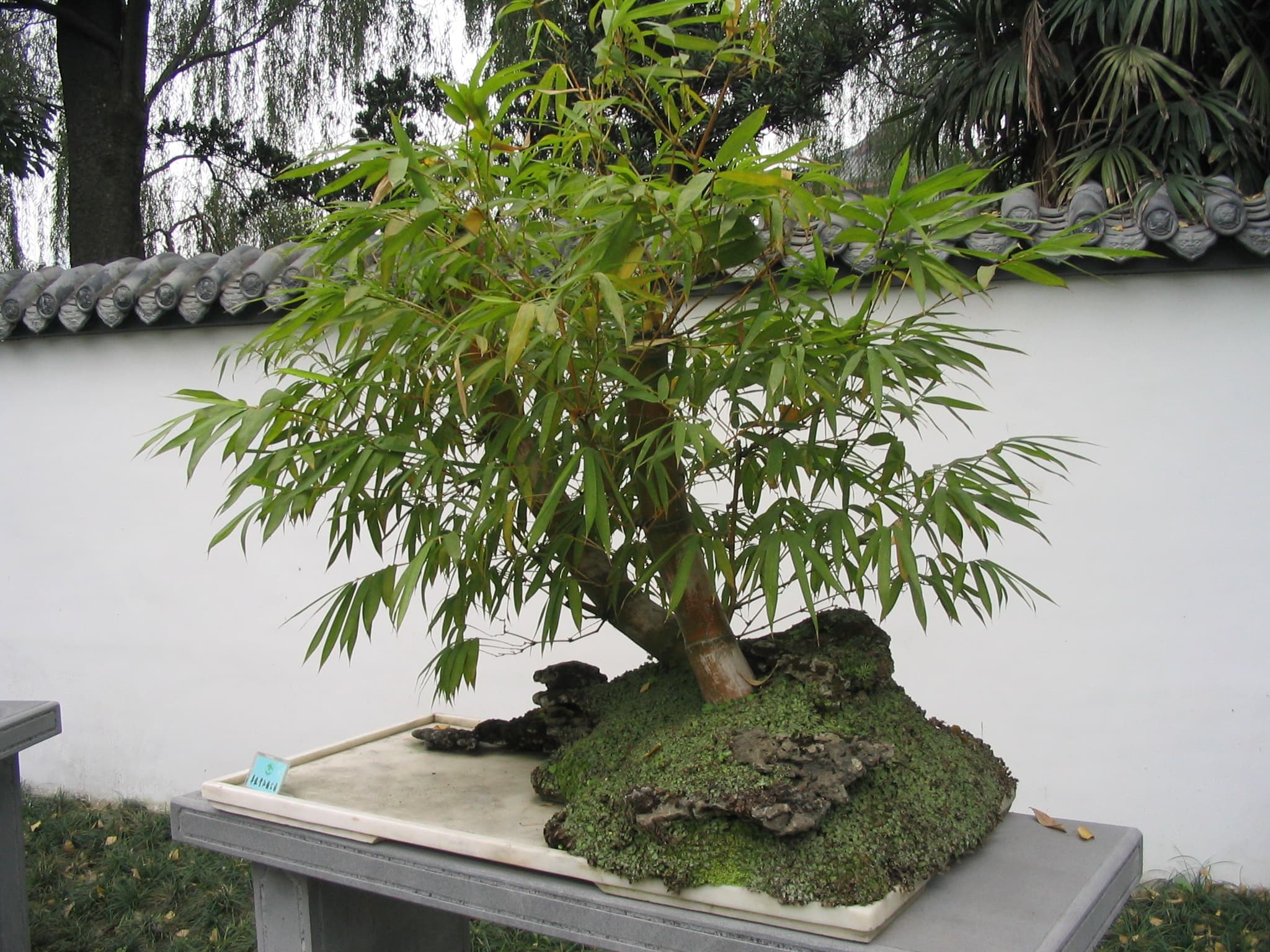 Bamboo Bonsai